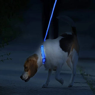 Leuchtendes Ladehalsband für Hunde mit LED